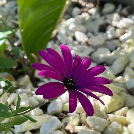 Vete Polo Segau, Seguencu Chalet *